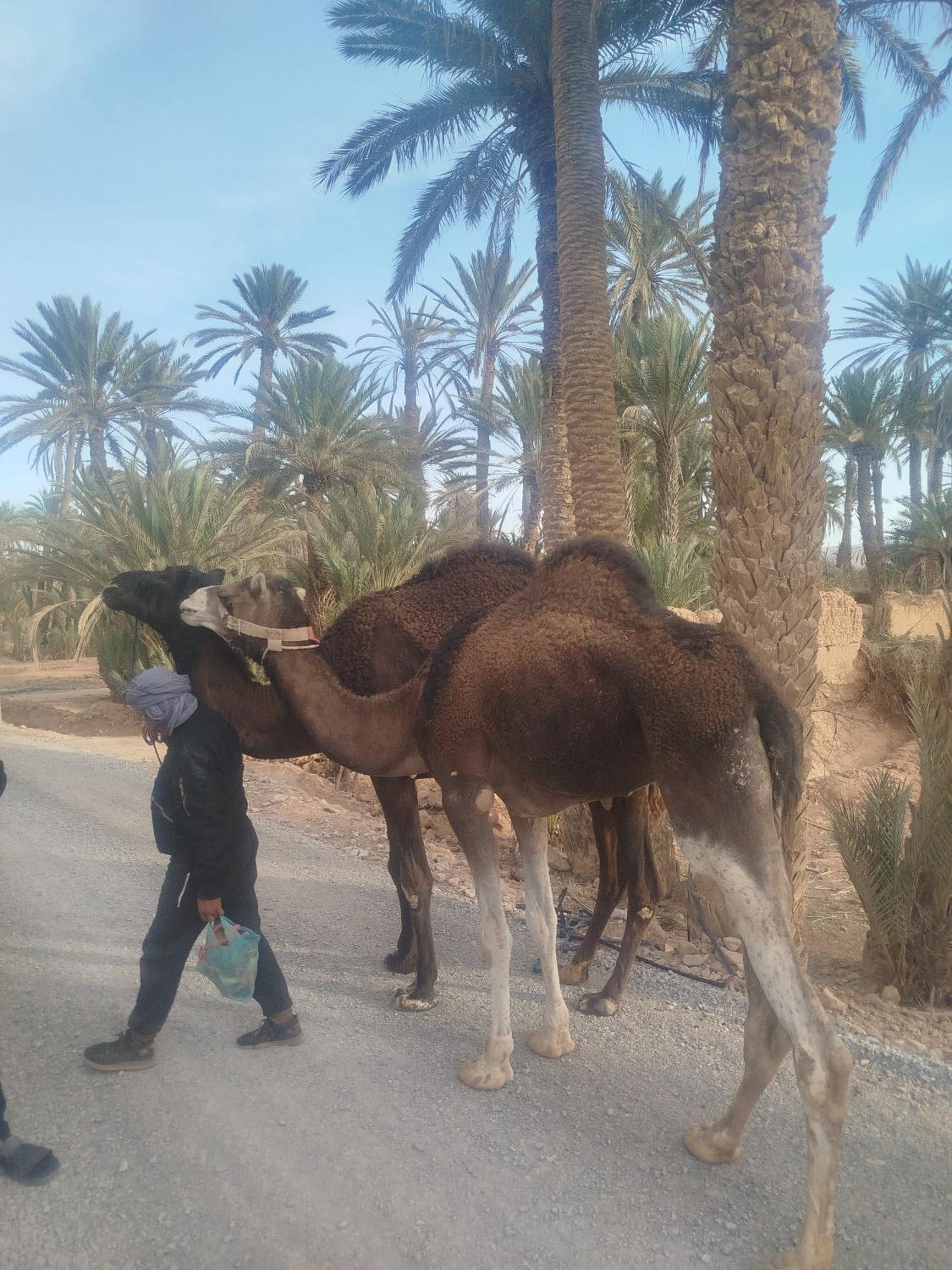 Maison Etoile Du Desert Tighmert Ngoại thất bức ảnh